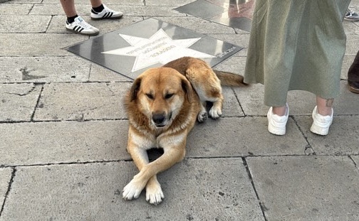 RABATI RABAT FORTRESS GEORGIA DOG CROSSING PAWS