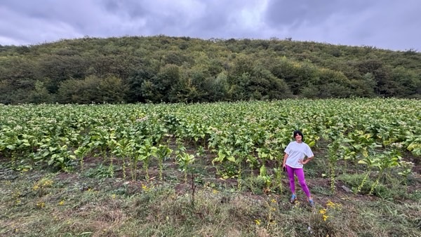 armenia tabacco farm